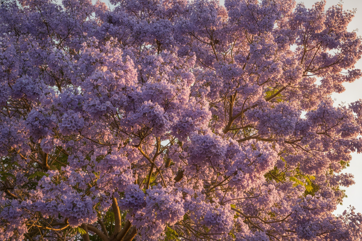 Jacaranda en France : faisabilité, culture et vérité sur l’arbre bleu